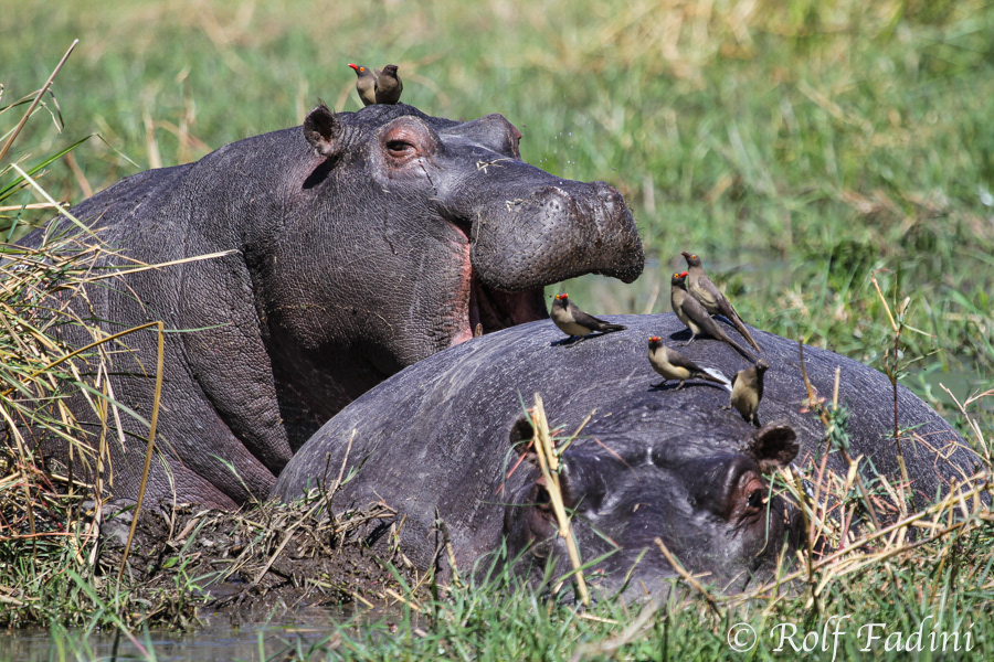 Flusspferd (Hippopotamus amphibius) 08 - Botswana