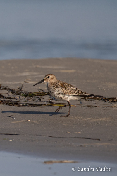 Alpenstrandläufer (Calidris alpina) 01