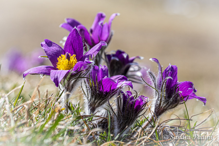 Gewöhnliche Küchenschelle (Pulsatilla vulgaris) 01