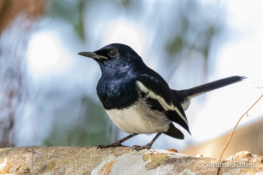 Dajaldrossel (Copsychus saularis) 01 - Sri Lanka
