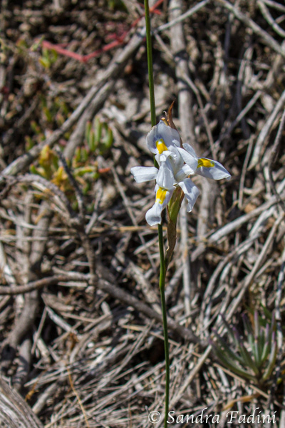 Flora SA 01