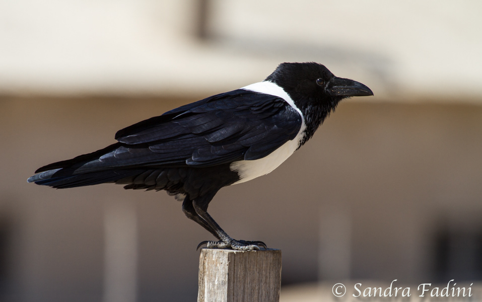Schildrabe (Corvus albus) 01 - Namibia