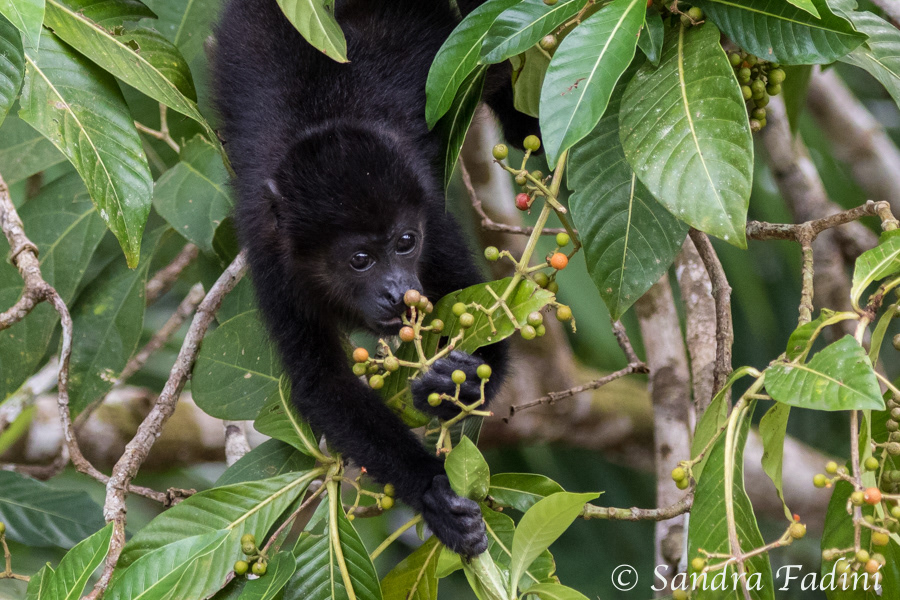 Mantelbrüllaffe (Alouatta palliata) 11 - Jungtier (Costa Rica)