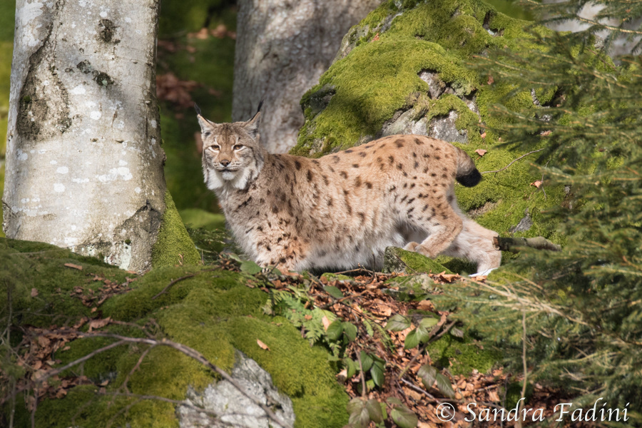 Eurasischer Luchs (Lynx lynx) 19 - captive