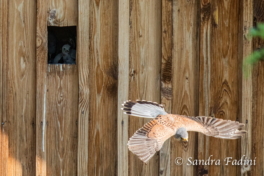 Turmfalke (Falco tinnunculus) 07 - im Nest mit Jungvögeln (Österreich)