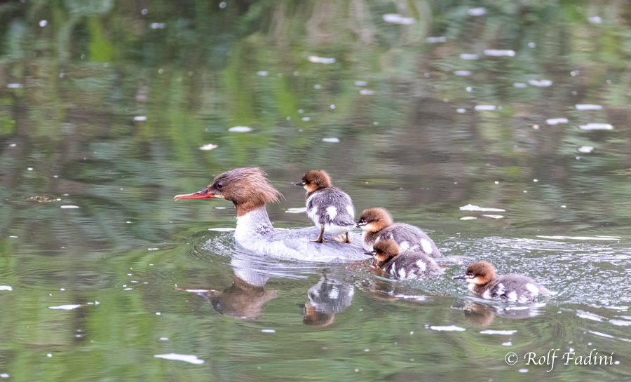 Gänsesäger (Mergus merganser) 10 - Weibchen mit Küken