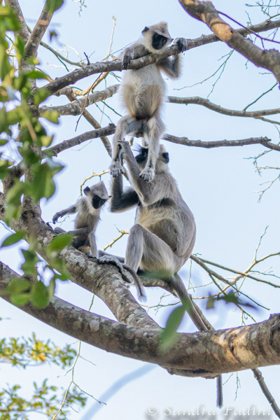 Hanuman-Langur (Semnopithecus) 08 - Sri Lanka