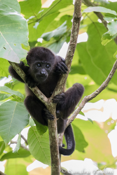 Mantelbrüllaffe (Alouatta palliata) 08 - Jungtier (Costa Rica)