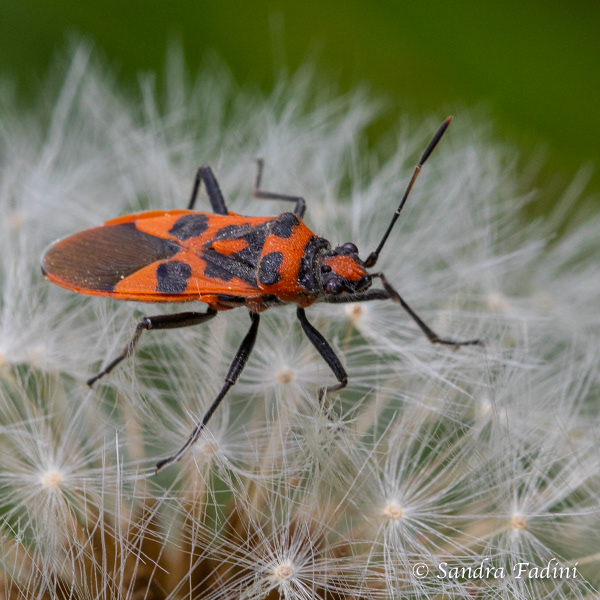 Gemeine Feuerwanze (Pyrrhocoris apterus) 01