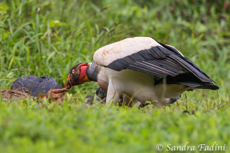 Königsgeier (Sarcoramphus papa) 10 - Costa Rica