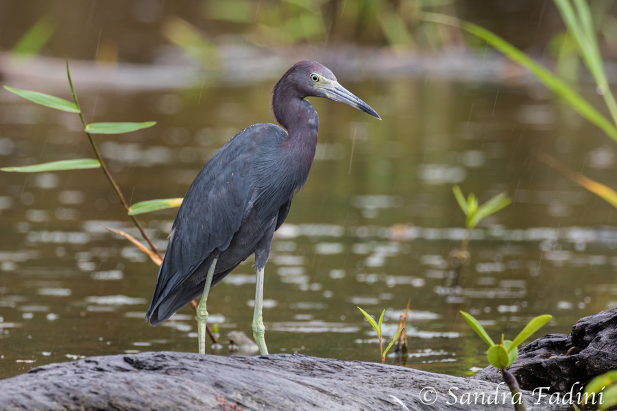 Blaureiher (Egretta caerulea) 02 - Costa Rica