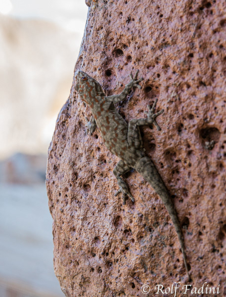 Barnards Namib-Taggecko (Rhoptropus Barnardi) 01 - Namibia