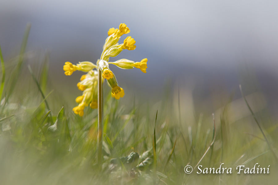 Echte Schlüsselblume (Primula veris) 01