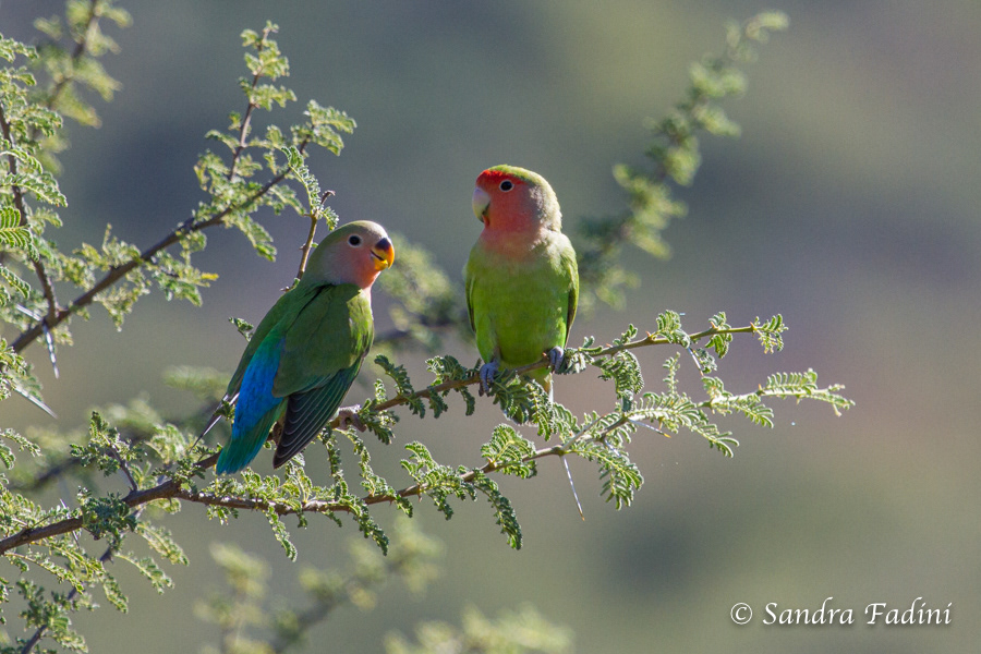 Rosenköpfchen (Agapornis roseicollis) 05 - Pärchen (Namibia)
