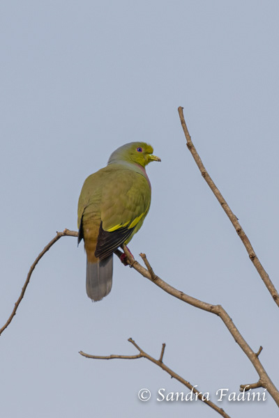 Bindengrüntaube (Treron bicinctus) 01 - Sri Lanka