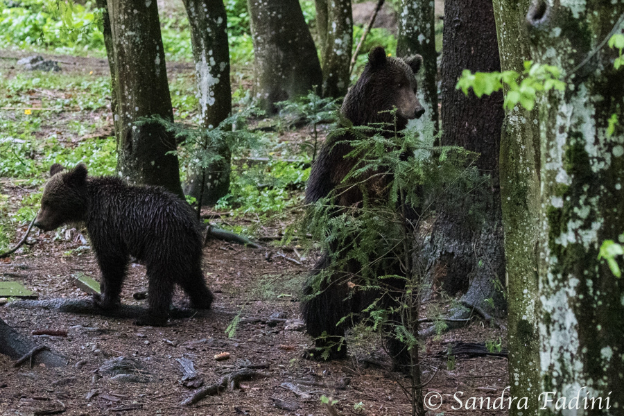 Braunbär (Ursus arctos) 13 - Mutter mit Jungtier (Rumänien)