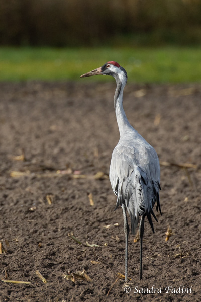 Kranich (Grus grus) 04