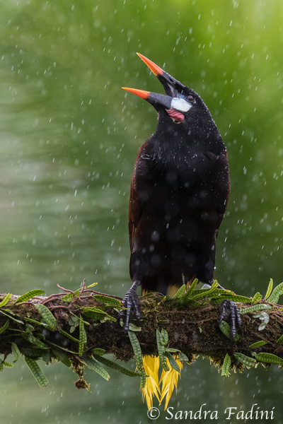Montezumastirnvogel (Psarocolius montezuma) 07 - Costa Rica