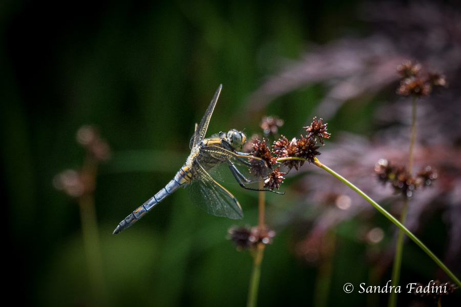 Großer Blaupfeil (Orthetrum cancellatum) 01