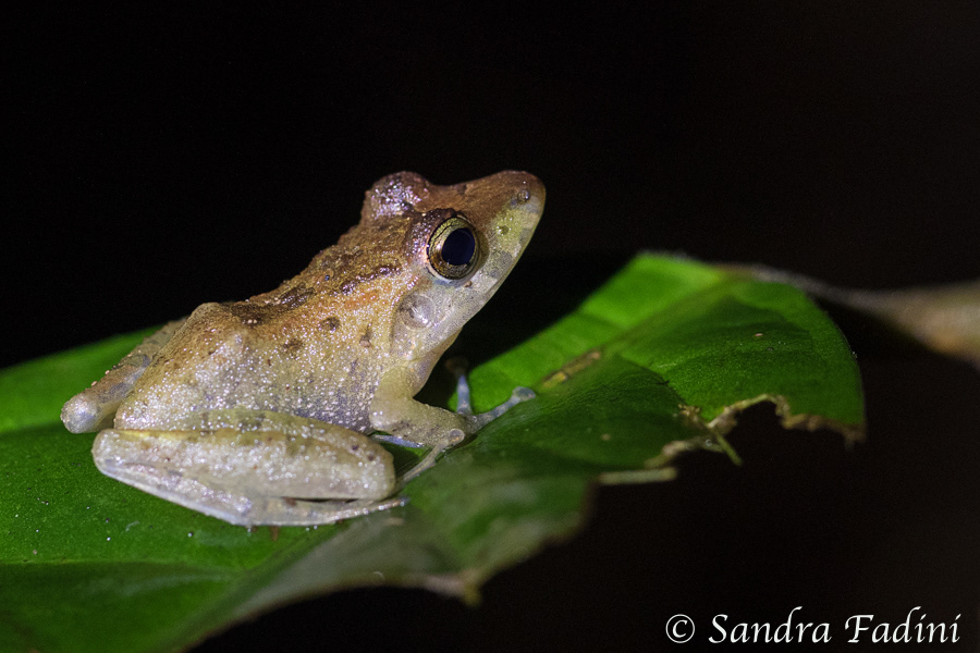 Pfeiffrosch (Leptodactylidae) 01 - Costa Rica