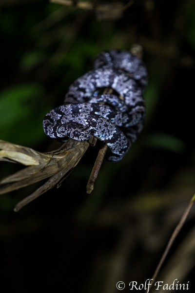 Schneckennatter (Sibon nebulatus) 01 - Costa Rica