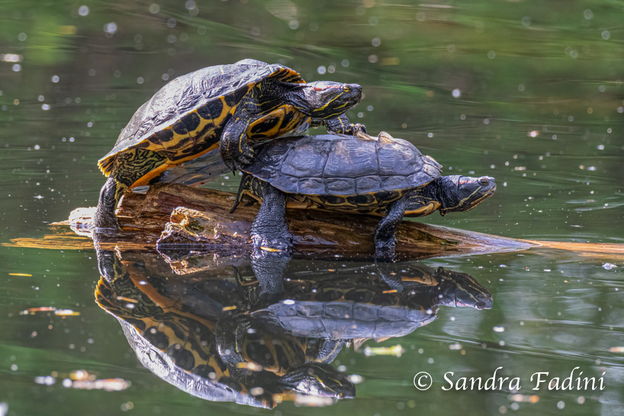 Rotwangen-Schmuckschildkröte (Trachemys scripta elegans) 04