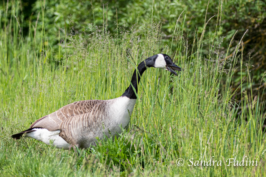 Kanadagans (Branta canadensis) 03