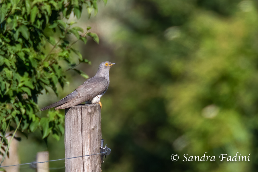 Kuckuck (Cuculus canorus) 02 - Österreich