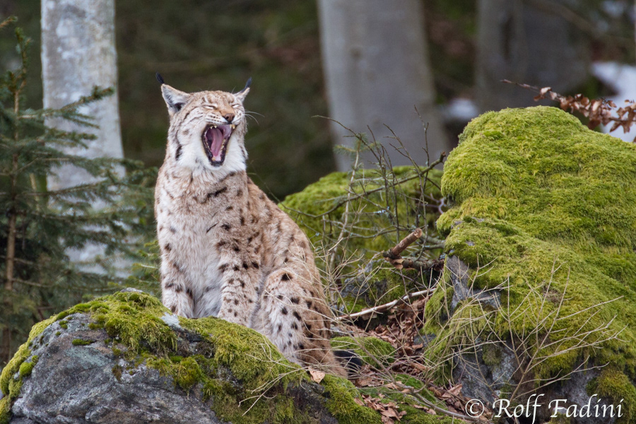 Eurasischer Luchs (Lynx lynx) 23 - captive