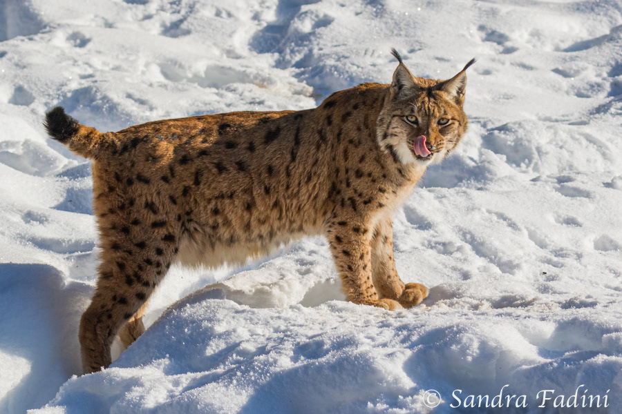 Eurasischer Luchs (Lynx lynx) 01 - captive