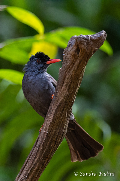 China-Rotschnabelbülbül (Hypsipetes leucocephalus) 01 - Sri Lanka
