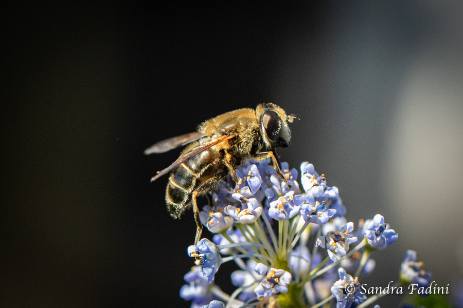 Mittlere Keilfleckschwebefliege (Eristalis interrupta) 01