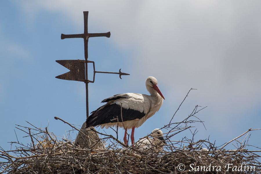 Weißstorch (Ciconia ciconia) 12 - Altvogel mit Jungvögeln im Nest (Spanien)
