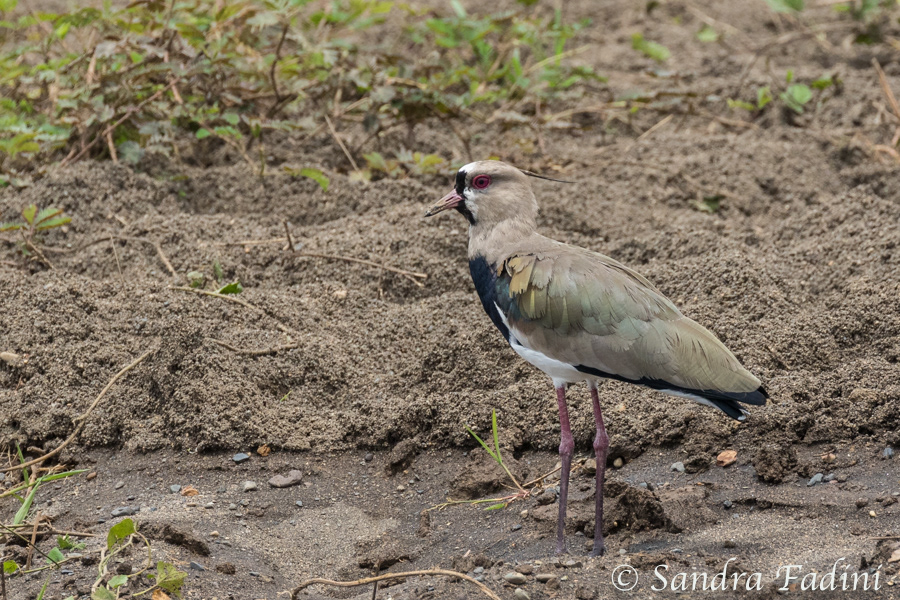 Bronzekiebitz (Vanellus chilensis) 01 - Costa Rica
