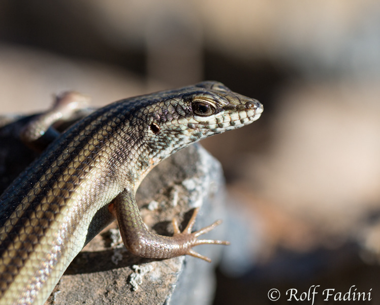 Skink 02 - Namibia
