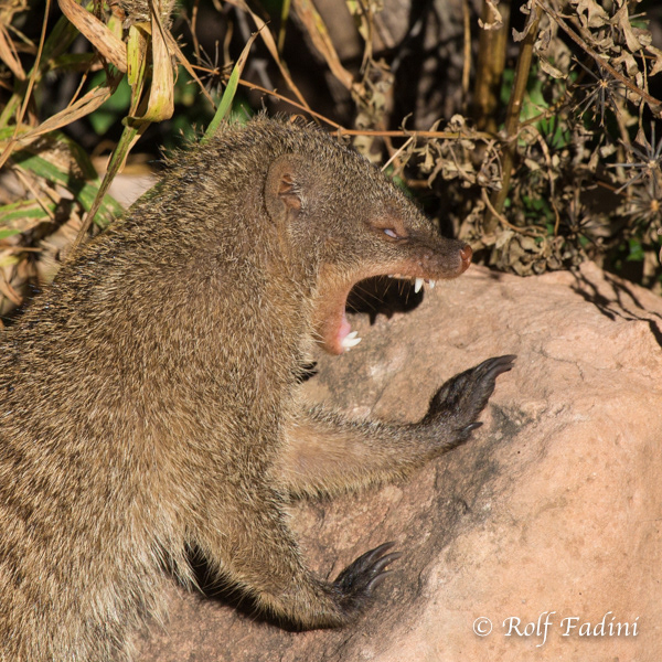 Zebramanguste (Mungos mungo) 03 - Namibia