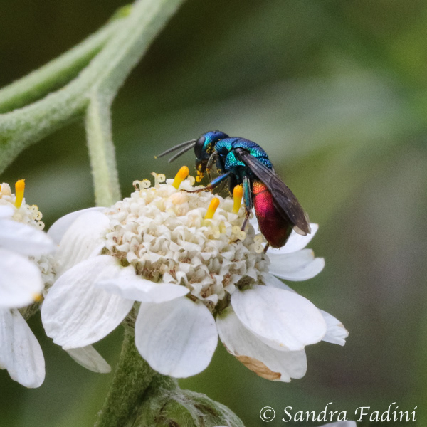 Gemeine Goldwespe (Chrysis ignita) 04 - auf Sumpf-Schafgarbe (Achillea ptarmica)