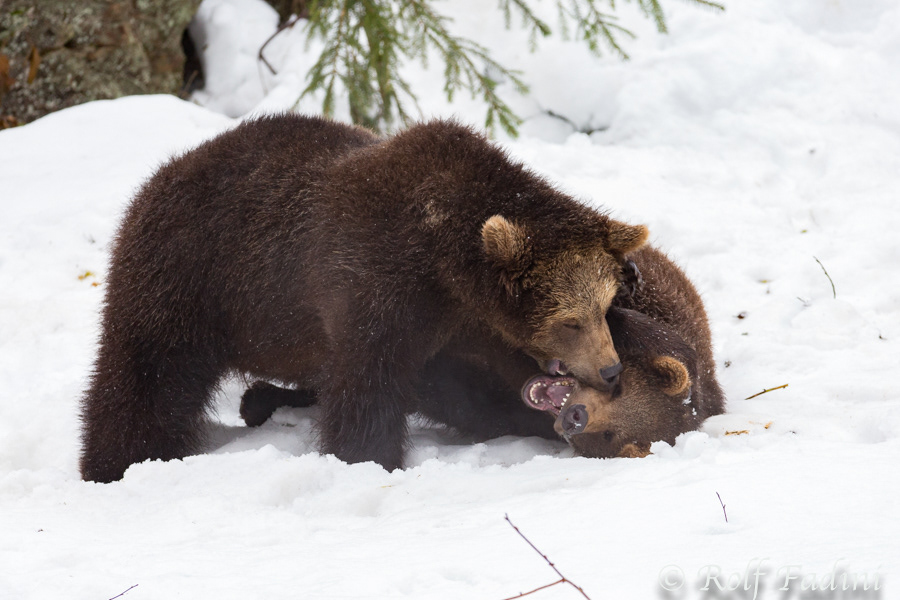 Braunbär (Ursus arctos) 03 - captive