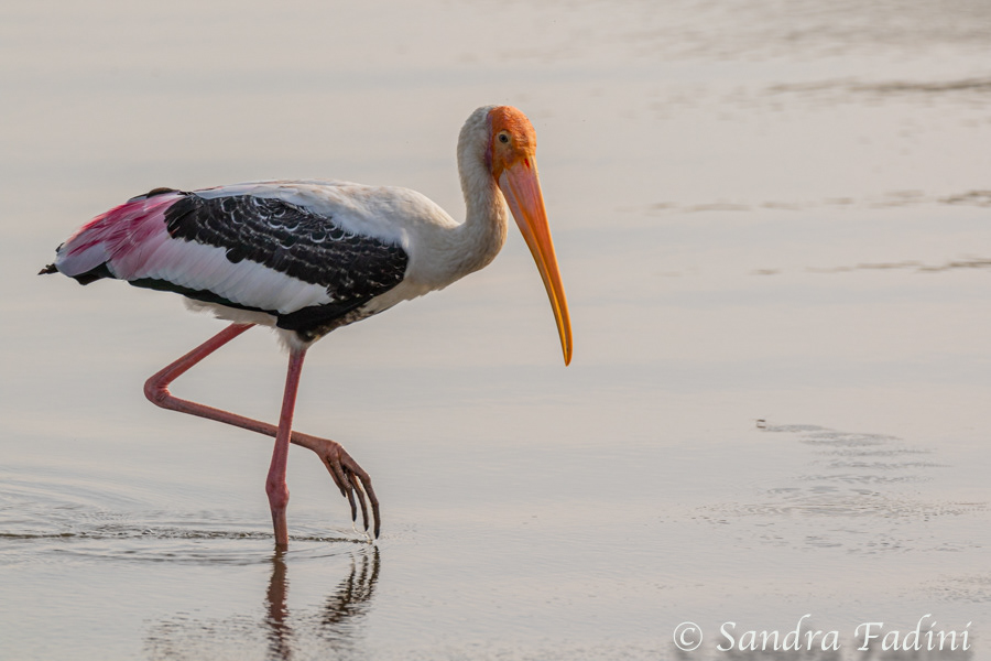 Buntstorch (Mycteria leucocephala) 02 - Sri Lanka