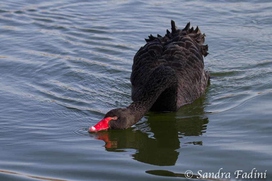 Schwarzschwan (Cygnus atratus) 01