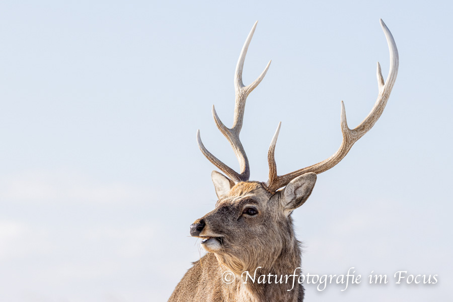 Sikahirsch (Cervus nippon) 02- Japan