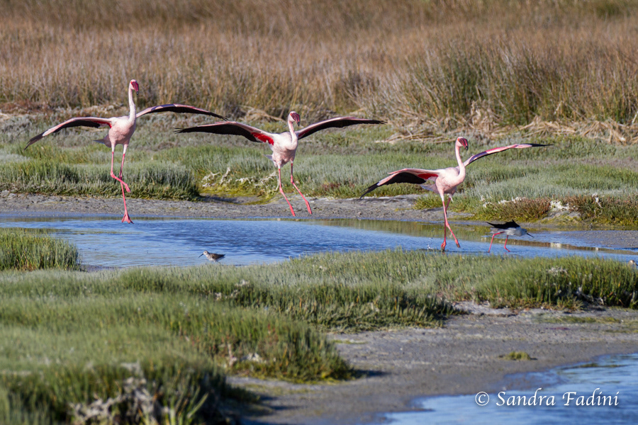 Zwergflamingo (Phoeniconaias minor) 02 - Südafrika