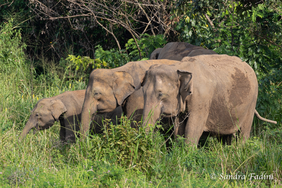 Asiatischer Elefant (Elephas maximus) - Sri Lanka