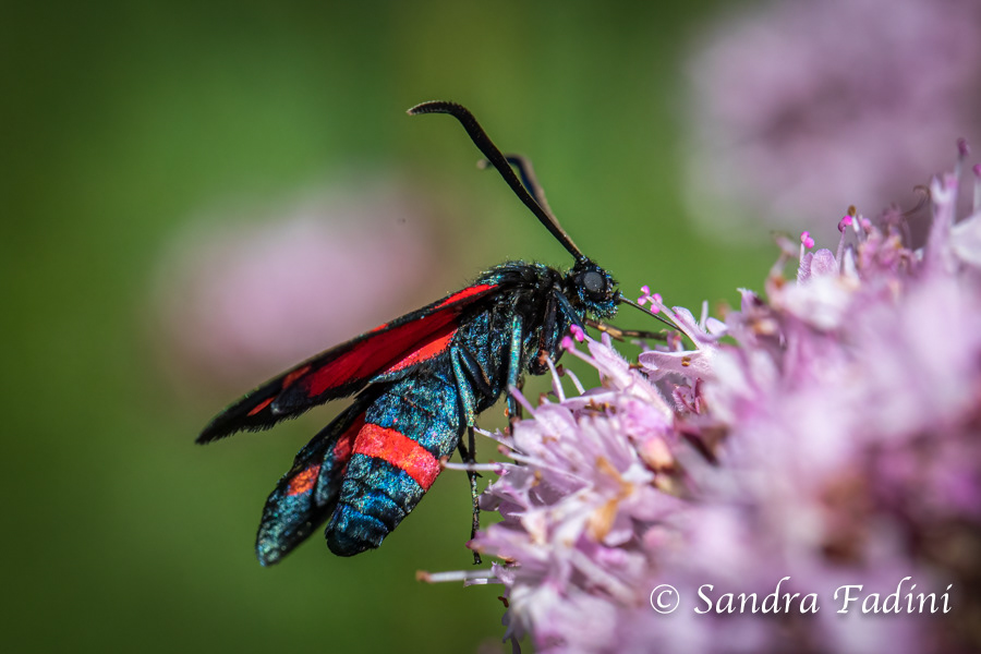 Veränderliches Widderchen (Zygaena ephialtes) 01