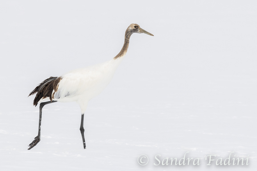 Mandschurenkranich (Grus japonensis) 04 - Jungtier (Japan)