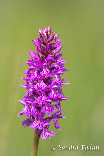 Männliches Knabenkraut (Orchis mascula subsp. mascula) 04