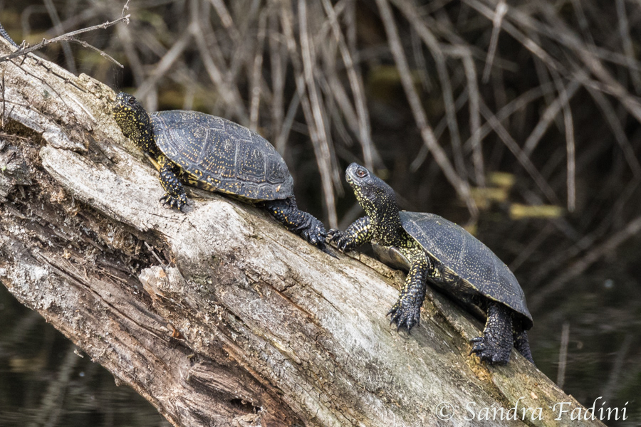 Europäische Sumpfschildkröte (Emys orbicularis) 02 - Rumänien
