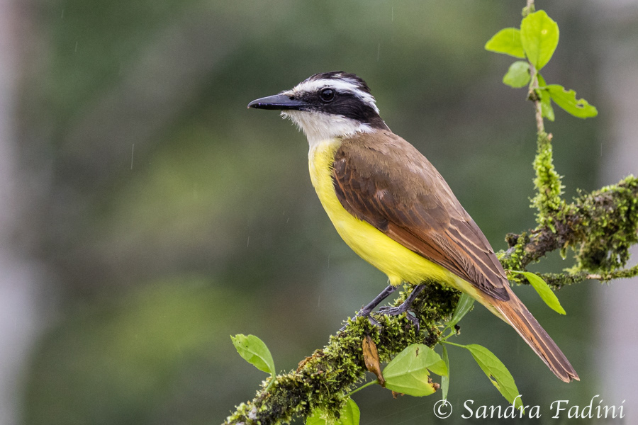 Schwefelmaskentyrann (Pitangus sulphuratus) 03 - Costa Rica