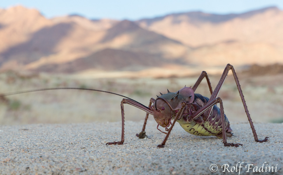Panzergrille (Hetrodes pupus) 02 - Namibia