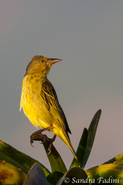 Kapweber (Ploceus capensis) 01 - Weibchen (Südafrika)